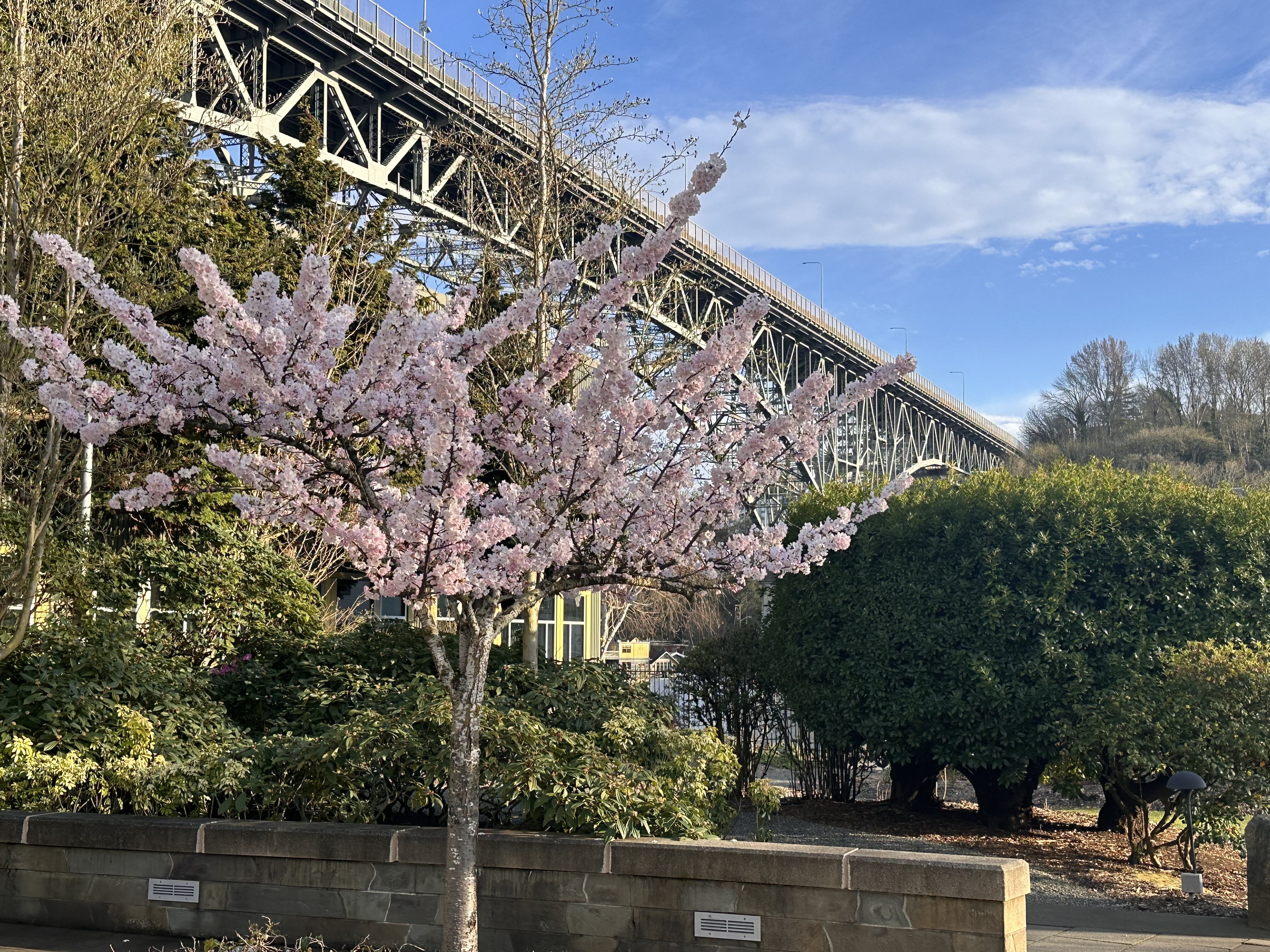 Cherry Blossom